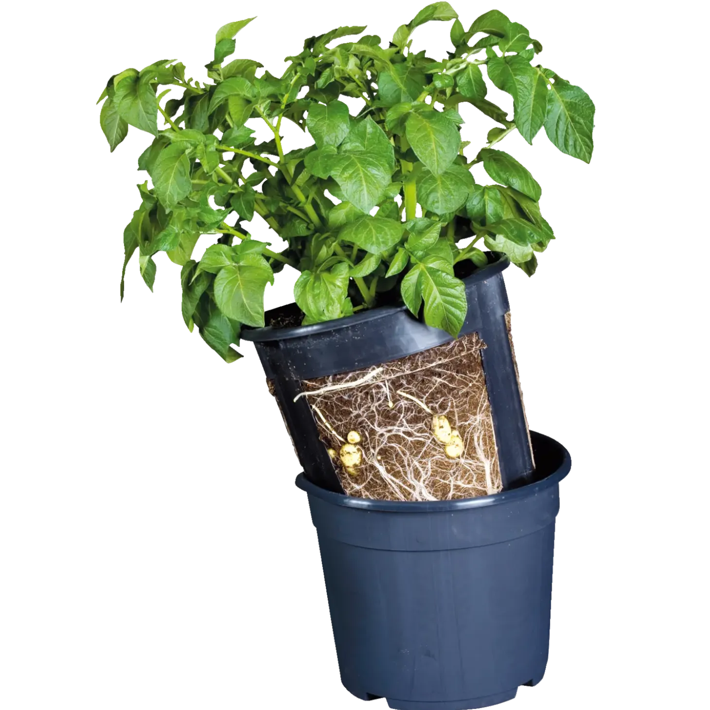 Kartoffelpotte12 ltr. sort